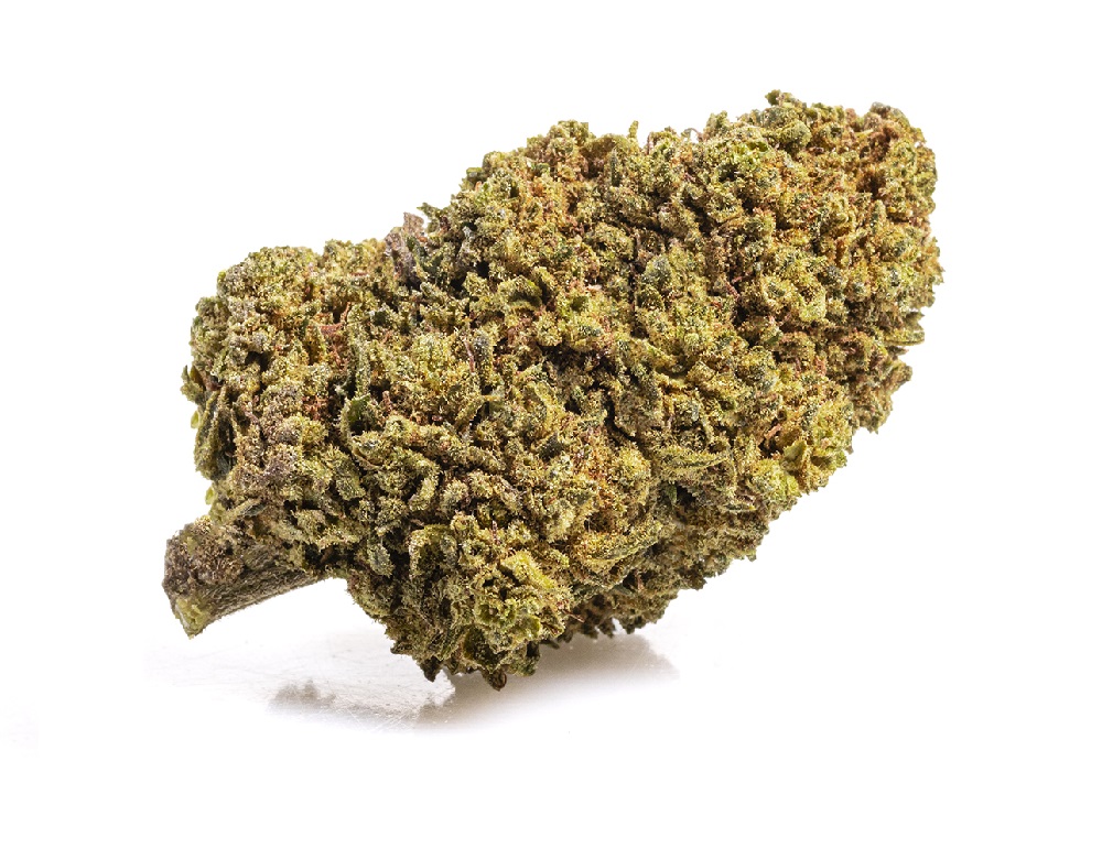 mango haze invernadero mango haze invernadero