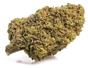 Mango Haze Invernadero mango haze