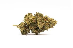 Skunk skunk