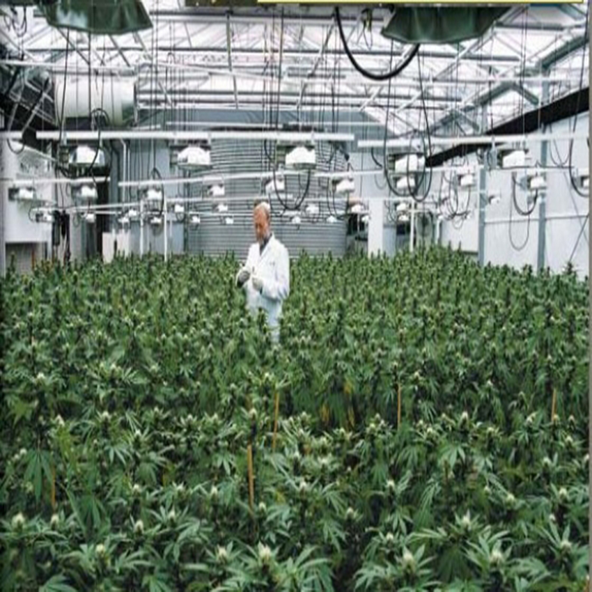 marihuana en interior